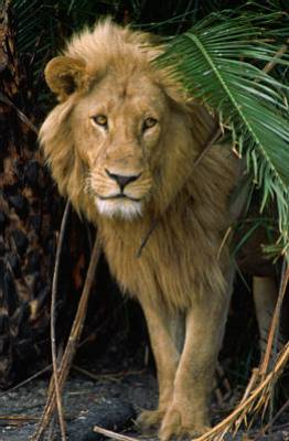 lion