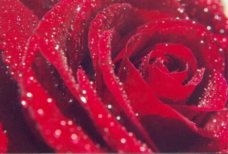 rose